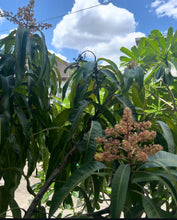 Load image into Gallery viewer, Dwarf Haden Mango Fruit Tree