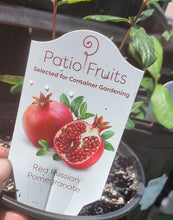 Load image into Gallery viewer, Red Russian Dwarf Pomegranate Live Fruit Tree - Plant and Heal