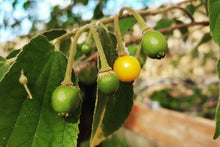 Cargar imagen en el visor de la galería, Patio Friendly Jamaican Cherry / Strawberry Tree - Plant and Heal