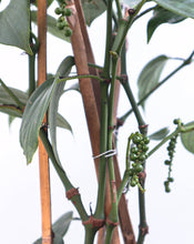 Load image into Gallery viewer, Close-up of a black pepper plant with green berries and leaves on a blurred background