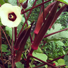 Load image into Gallery viewer, Red Burgundy Okra Seeds - Plant and Heal
