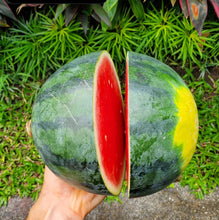 Load image into Gallery viewer, Cal Sweet Watermelon Seeds - Plant and Heal