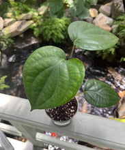 Load image into Gallery viewer, Close-up of green leaves with a blurred natural background