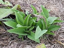 Load image into Gallery viewer, Comfrey Bocking 4 Root