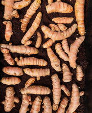 Load image into Gallery viewer, Hawaiian Red Turmeric Live Plant - Plant and Heal