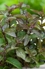 Load image into Gallery viewer, Chocolate Mint Plant - Plant and Heal
