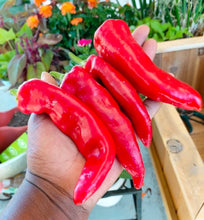 Cargar imagen en el visor de la galería, Semillas tradicionales orgánicas de pimiento rojo Marconi