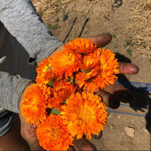 Load image into Gallery viewer, Pacific Beauty Calendula Heirloom Seeds