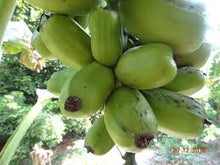 Load image into Gallery viewer, Popoulu Red Trunk (RARE) Live Banana Plant - Plant and Heal