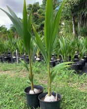 Load image into Gallery viewer, Sprouted Coconut - Plant and Heal