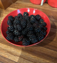 Load image into Gallery viewer, Thornless Blackberry - Plant and Heal