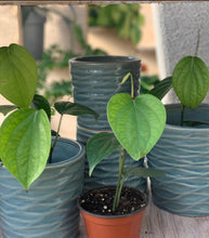 Load image into Gallery viewer, Potted plants with green leaves in ceramic pots on a wooden surface