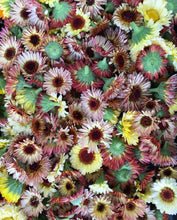 Load image into Gallery viewer, Fancy Mix Calendula Seeds - Plant and Heal