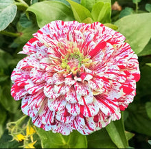 Load image into Gallery viewer, Peppermint Stick Zinnia Heirloom Seeds