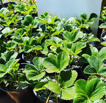 Load image into Gallery viewer, PREORDER Albion Strawberries 25 Roots- Shipping Spring 2024 - Plant and Heal