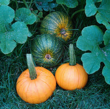 Load image into Gallery viewer, Sugar Pie Pumpkin Heirloom Seeds