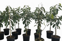 Load image into Gallery viewer, 🌱 Seed-Grown Soursop Tree (Annona muricata) — ~2 Years Old — 3-Gallon Pot — 4 Feet