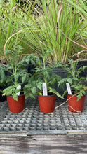 Load image into Gallery viewer, Better Bush Tomato Plants - Plant and Heal
