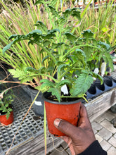 Load image into Gallery viewer, Better Bush Tomato Plants - Plant and Heal