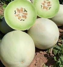 Load image into Gallery viewer, Green Flesh Honeydew Seeds - Plant and Heal