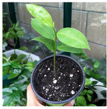 Load image into Gallery viewer, Soursop Tree Seedling