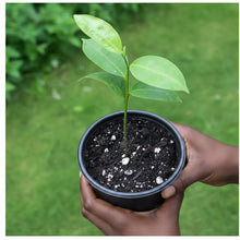 Load image into Gallery viewer, PREORDER Soursop Tree Seedling