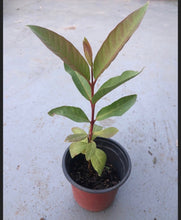 Load image into Gallery viewer, Dwarf Pineapple Guava