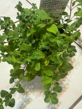 Cargar imagen en el visor de la galerÃa, Oregano "Hot and Spicy"