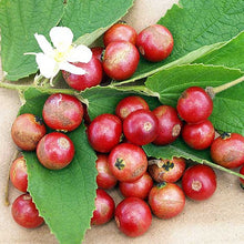 Load image into Gallery viewer, Patio Friendly Jamaican Cherry / Strawberry Tree