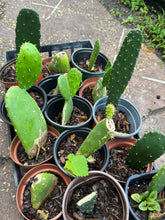 Load image into Gallery viewer, Nopales Cactus