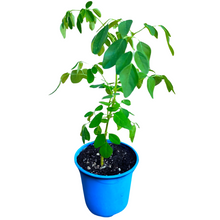 Cargar imagen en el visor de la galerÃa, A young Dwarf Moringa Tree (Moringa oleifera) in a blue pot against a white background.