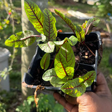 Cargar imagen en el visor de la galería, Red Vein Sorrel –(Bloody Dock) Live Plant (3-inch Pot)