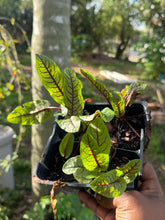 Cargar imagen en el visor de la galería, Red Vein Sorrel –(Bloody Dock) Live Plant (3-inch Pot)