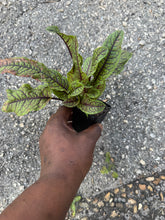 Cargar imagen en el visor de la galería, Red Vein Sorrel –(Bloody Dock) Live Plant (3-inch Pot)