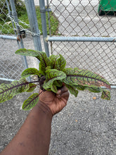 Cargar imagen en el visor de la galería, Red Vein Sorrel –(Bloody Dock) Live Plant (3-inch Pot)