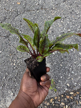 Cargar imagen en el visor de la galería, Red Vein Sorrel –(Bloody Dock) Live Plant (3-inch Pot)