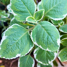 Load image into Gallery viewer, Rooted Variegated Cuban Oregano Cuttings