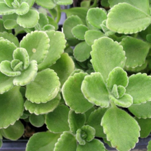 Cargar imagen en el visor de la galería, Rooted Cuban Oregano Cuttings