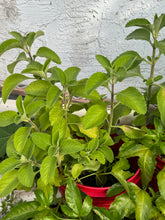 Cargar imagen en el visor de la galería, Rooted Cuban Oregano Cuttings
