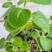 Cargar imagen en el visor de la galería, Rooted Cuban Oregano Cuttings