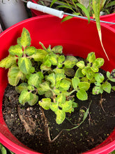Load image into Gallery viewer, Rooted Variegated Cuban Oregano Cuttings