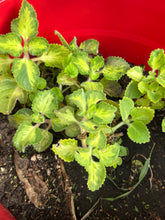 Load image into Gallery viewer, Rooted Variegated Cuban Oregano Cuttings