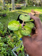 Load image into Gallery viewer, Rooted Variegated Cuban Oregano Cuttings