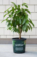 Cargar imagen en el visor de la galería, A potted Soursop tree with green leaves, placed against a wall with a visible label that reads 'SOURSOP'.