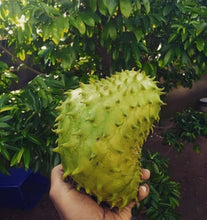 Cargar imagen en el visor de la galería, Soursop fruit being held in a hand