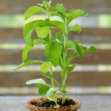 Cargar imagen en el visor de la galería, Stevia Plant