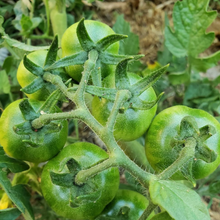 Load image into Gallery viewer, Volunteer Tomato Plants