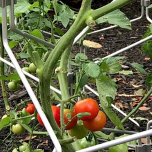 Load image into Gallery viewer, Volunteer Tomato Plants