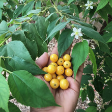 Cargar imagen en el visor de la galería, Patio Friendly Jamaican Cherry / Strawberry Tree - Plant and Heal