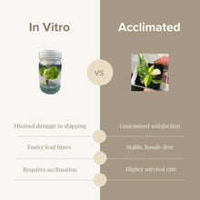 Load image into Gallery viewer, Banana Pink Musa "No No" variegated aka "NoNo" TC Plantlet: In Vitro - Plant and Heal